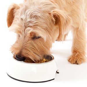 老犬の食事イメージ画像