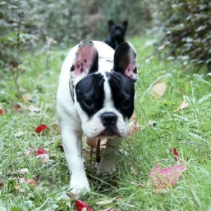 犬の散歩風景