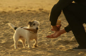 砂浜の犬