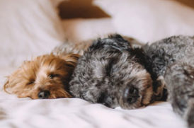 眠る老犬