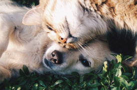 老犬と老猫