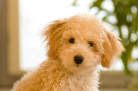 佇む老犬