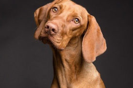 首をかしげる老犬