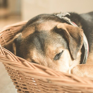 まどろむ老犬