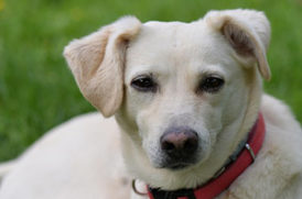 白い老犬