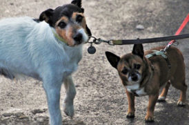 散歩中の老犬