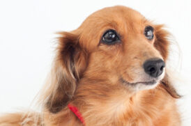 お座りする老犬