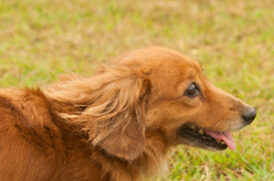 芝生にいる老犬