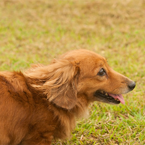 芝生にいる老犬