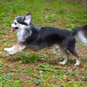 走り回る老犬