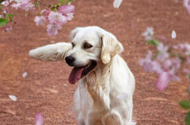 花見をする老犬