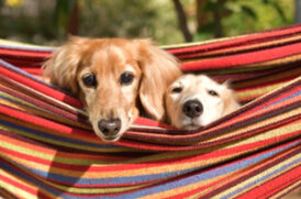 ハンモックの上の老犬
