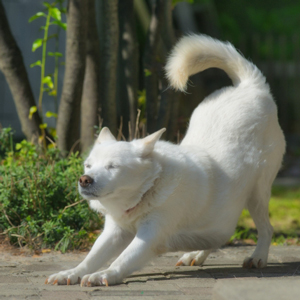 伸びをする老犬