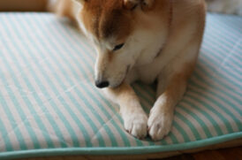マットの上の老犬