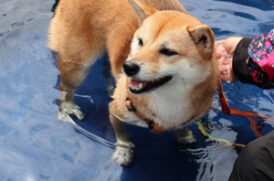 水遊びをする老犬