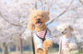 春の公園を散歩する老犬