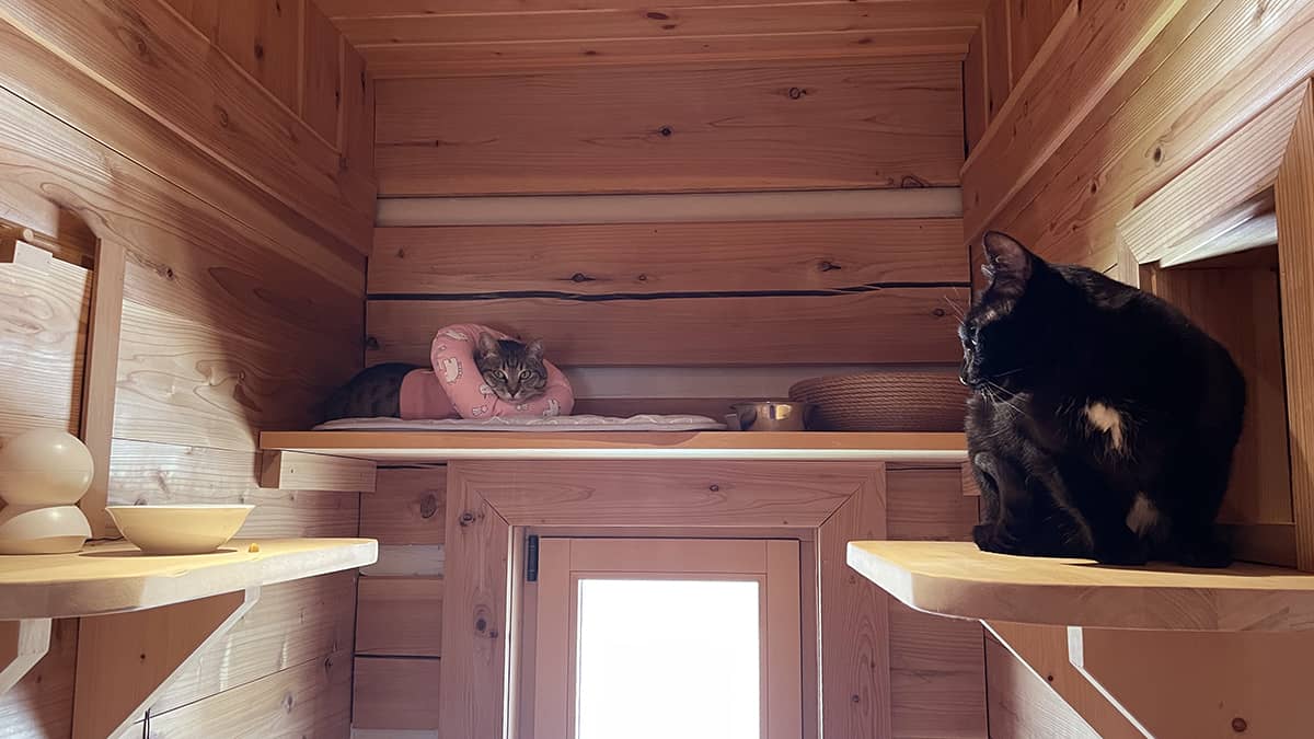猫専用お預かり施設Furlidsun(ファーキッドサン)_猫ちゃんのお部屋