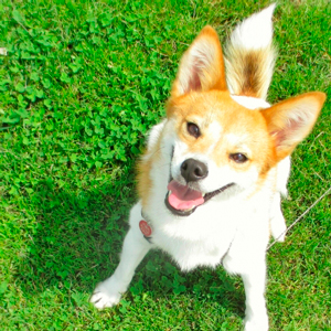 見上げる老犬