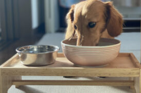 食事中の老犬