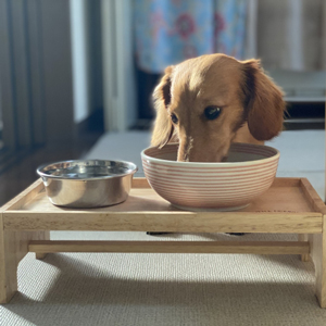 食事中の老犬