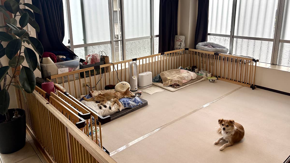 老犬ホームREGALO_ワンちゃんのお部屋