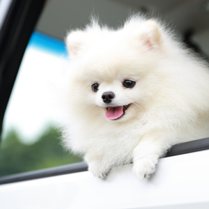 車に乗る老犬