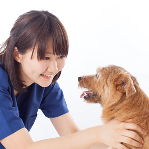 獣医師と老犬