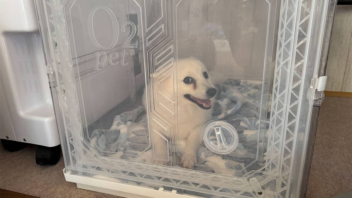 老犬介護ホーム・ペットホテルMKPわんこホーム_酸素室
